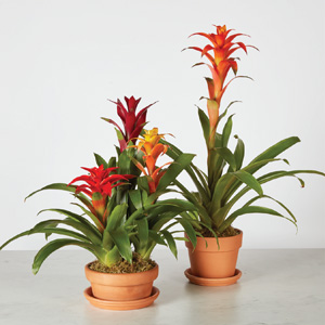 two bromeliad plants with orange blooms and green fronds