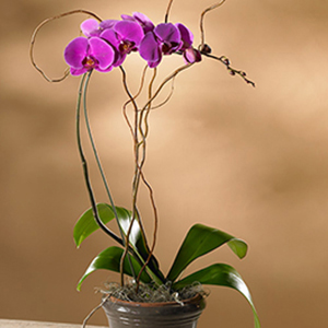 Orchid Purple with Curly Willow