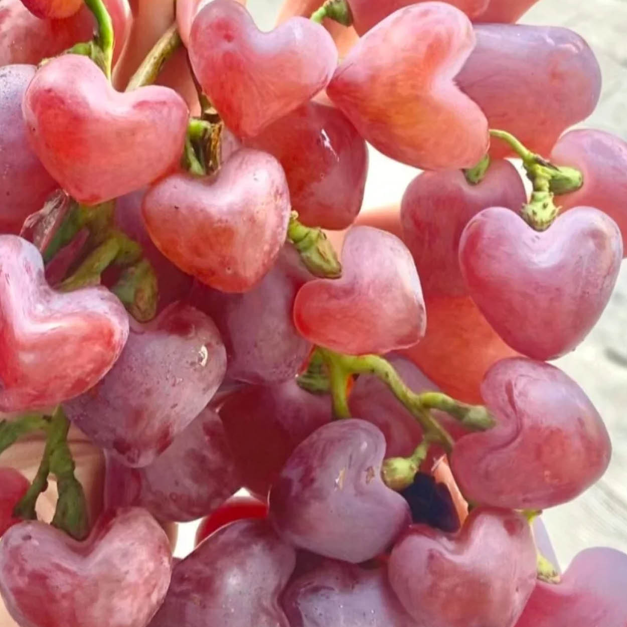 AJ_CAM_0925_September Store Signage_Heart grapes_600x600_Final